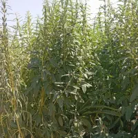 کنجد درجه ۱ ایرانی|خوردنی و آشامیدنی|اصفهان, شهرک گل نرگس|دیوار