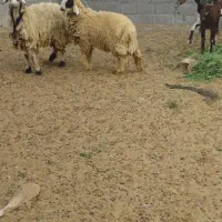 فروش دوعددگوسفند|حیوانات مزرعه|بندر دیر, |دیوار