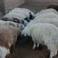 بره نرچاق مناسب برای قصابی|حیوانات مزرعه|سده (خراسان جنوبی), |دیوار