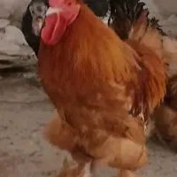 برهما|حیوانات مزرعه|قم, گلزار|دیوار