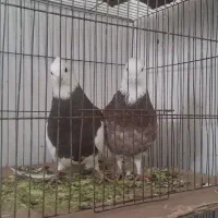 کبوتر|پرنده|اردبیل, |دیوار