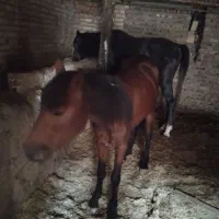 اسب نریان