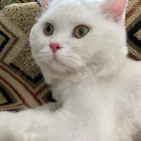 گربه اسکاتیش|گربه|ساوه, |دیوار