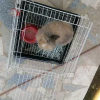 خرگوش لوپ ماده|موش و خرگوش|گلبهار, شهر جدید گلبهار|دیوار