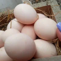 تخم مرغ محلی