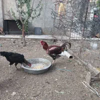 تخم مرغ نطفه دار