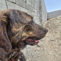 سگ کن کورسو ماده