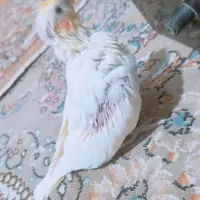 جوجه عروس هلندی لوتینو|پرنده|کرباسک, |دیوار