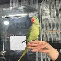 فروشگاه طوطیسانان(عروس هلندی برزیلی ملنگوشاه طوطی)|پرنده|تهران, پونک|دیوار