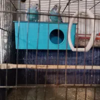 جفت مرغ عشق مولد تخم گزار|پرنده|تهران, نعمتآباد|دیوار