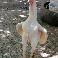 خروس لاری ومرغ دورگ