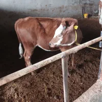 گوساله ماده|حیوانات مزرعه|تاکستان, |دیوار