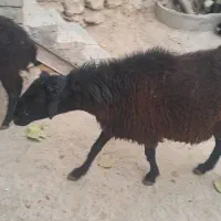 قوچدوسالهجنسدارپرشی|حیوانات مزرعه|پیشخور, |دیوار