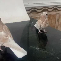 ساده زرد و موشی بور ....زیبا و درجه یک|پرنده|ایرانشهر, |دیوار