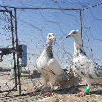 سوسکی جلاد|پرنده|تربت‌حیدریه, ۴۵ متری|دیوار