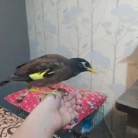 جوجه مرغ مینا|پرنده|فولادشهر, B7|دیوار