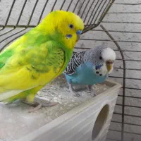 دو جفت مرغ عشق مولد