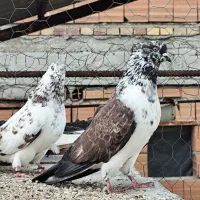 کبوتر قاره سروکله دار