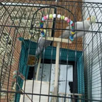 عروس هلندی|پرنده|محمدشهر, محمدشهر|دیوار