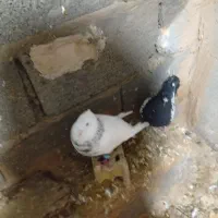 کفتر رنگی|پرنده|امیدیه, |دیوار