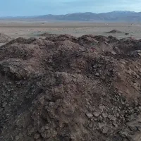 کود گوسفندی