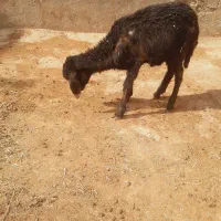 بره نر ..چیزی نمخوره