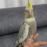 جوجه عروس هلندی|پرنده|آمل, |دیوار