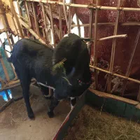 سراوان اسپیچ|حیوانات مزرعه|سراوان, |دیوار