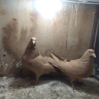 ۳جفت درجه یک|پرنده|مشهد, ایثار|دیوار