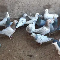 کفتر هفترنگ.|پرنده|دشتابی, |دیوار