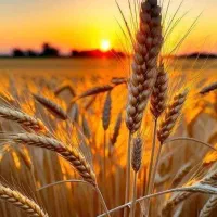 فروش امتیاز  نانوایی  و کلیه اجناس  سوپر مارکت