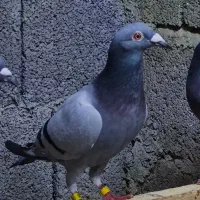 مسافتی خط خونی بالا