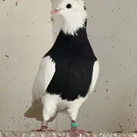 طوقی همه خال خفت سرور اصل کرمانشاهی