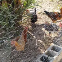 مرغ و خروس8میلیون|حیوانات مزرعه|سرپل ذهاب, |دیوار