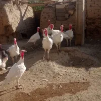 بوقلمون سفید|حیوانات مزرعه|امام, |دیوار