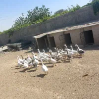 ۳۰ عدد قاز|حیوانات مزرعه|الوند, |دیوار