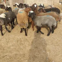 بره نر فروشی پای پلوار