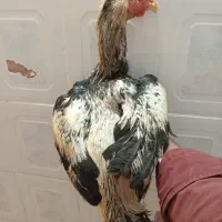 لار|حیوانات مزرعه|کهنوج, |دیوار