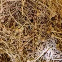 اسفند|صنایع دستی و سایر لوازم تزئینی|اردکان, |دیوار
