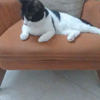 میلو خوشکل و ناز|گربه|شاهرود, |دیوار