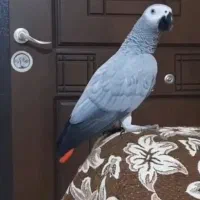 طوطی کاسکو سخن گو