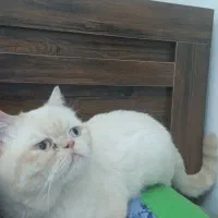 واگذاری اگزوتیک و بریتیش نر|گربه|پردیس, فاز ۳|دیوار