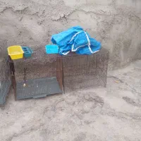 قفس پرنده|لوازم جانبی حیوانات|ساوه, |دیوار