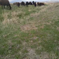 یک عدد توخالی نر قزل