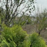 اجاره باغ ویلا استخر فول امکانات با امنیت کامل