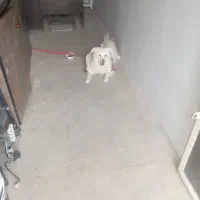 German shepherd(hector)|سگ|اصفهان, سنجوانمره|دیوار