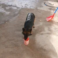 سگ ژرمن|حیوانات|بجنورد, |دیوار