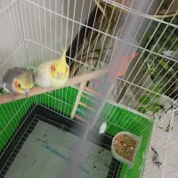 فروش جفت عروس هلندی|پرنده|جیرفت, |دیوار