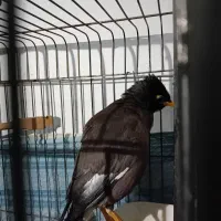 مرغ مینا سخنگو  با قفس|پرنده|اسلام‌شهر, شهرک سعیدیه|دیوار