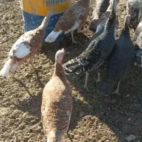 بوقلمون ماده